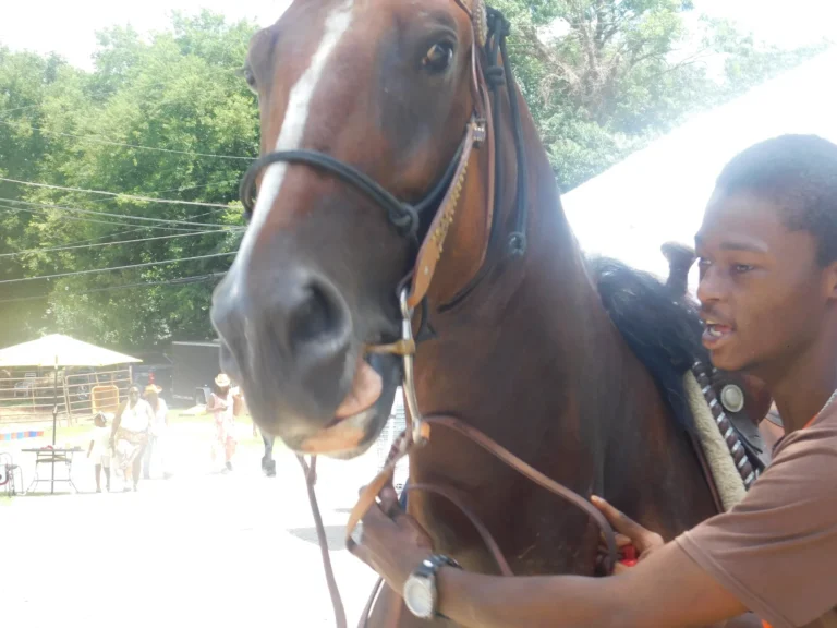 A handler steadies a horse before a ride